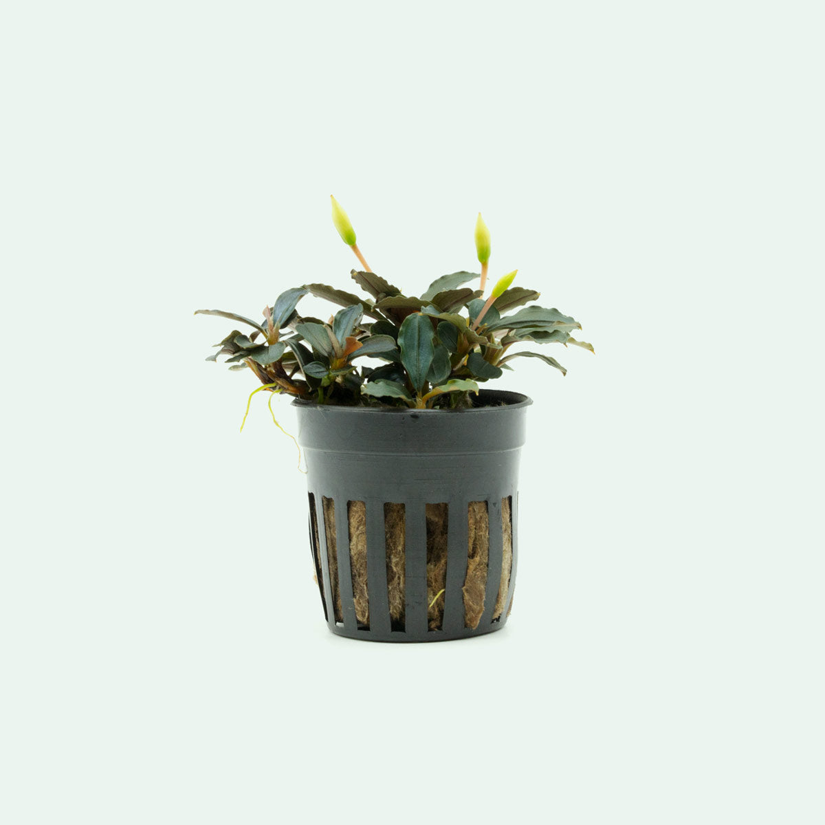 Bucephalandra Red Mini Aquatic Plant - Live Aquarium Plants for Fish Tank, Freshwater Aquascaping, Low Light Aquarium Decor | Perfect for Nano Tanks, Shrimp Tanks & Planted Aquariums