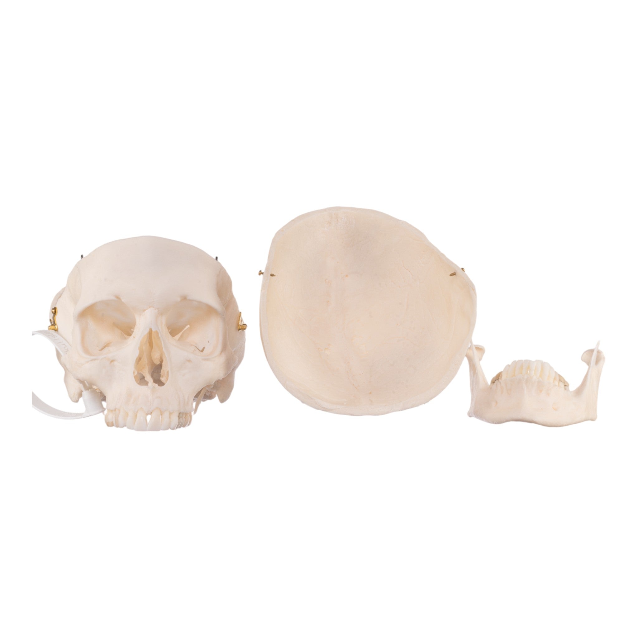 Authentic Human Skull Model for Medical Research & Anatomy Study - Perfect for Medical Training, Classroom Education & Halloween Decor