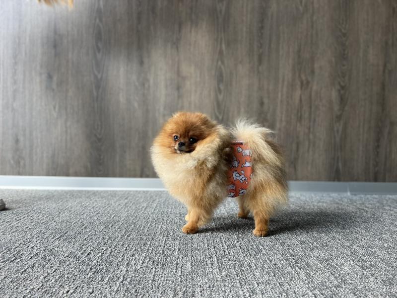Misoko Washable Reusable Dog Diapers for Female Dogs in Heat - Puppy Training, Postpartum Care, Odor Control with Mint Scent - Perfect for Indoor Use & Travel