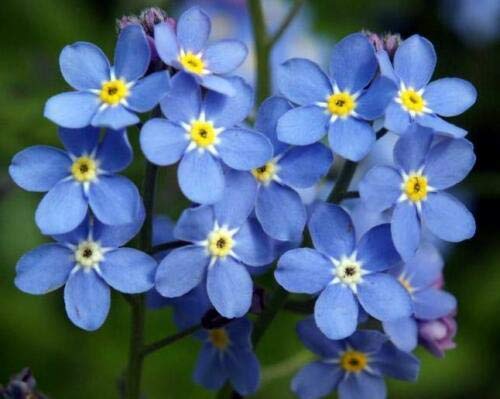 Forget Me Not Seeds (Myosotis Sylvatica) - 1/2 Oz Bulk Pack (~22,500 Seeds) for Gardens, Landscaping & Wedding Decorations