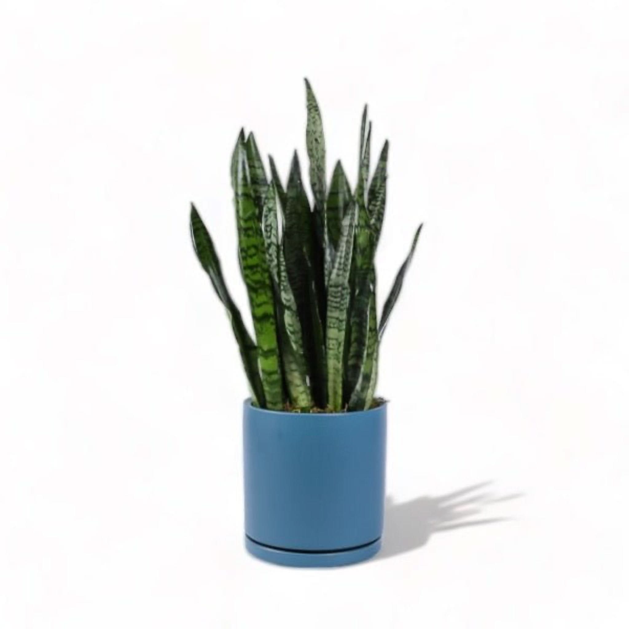 Large Gemstone Potted Snake Plant - Sansevieria Trifasciata Air Purifying Indoor Houseplant for Home, Office & Bedroom Decor