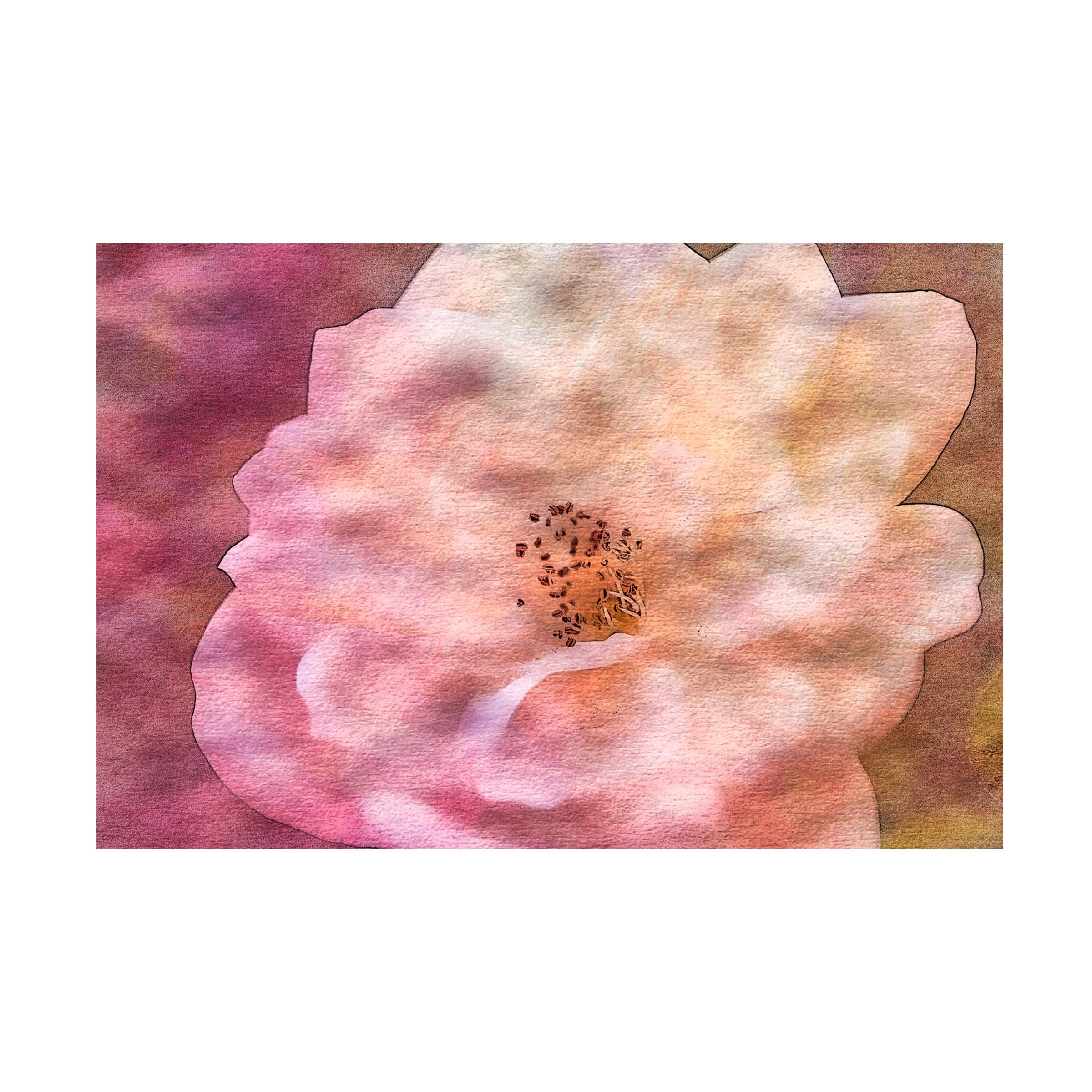 Anita Vincze Roses on Canvas 24