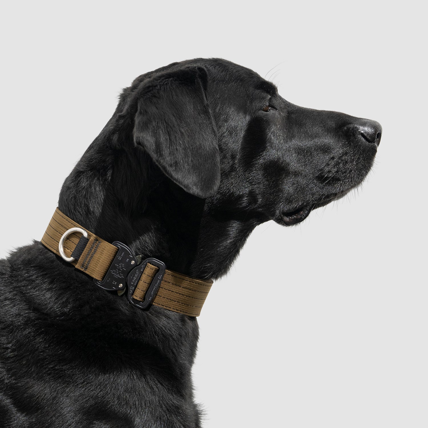 Lifetime Pro Collar - Durable Dog Collar with Reflective Stitching for Safety | Perfect for Walking, Training & Outdoor Adventures