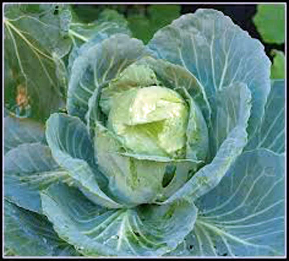 50+ Copenhagen Market Cabbage Seeds - Heirloom, Non-GMO, Organic Vegetable Seeds for Home Garden, Healthy & Tasty Veggies - Perfect for Salads, Soups, and Fermenting (Sauerkraut)