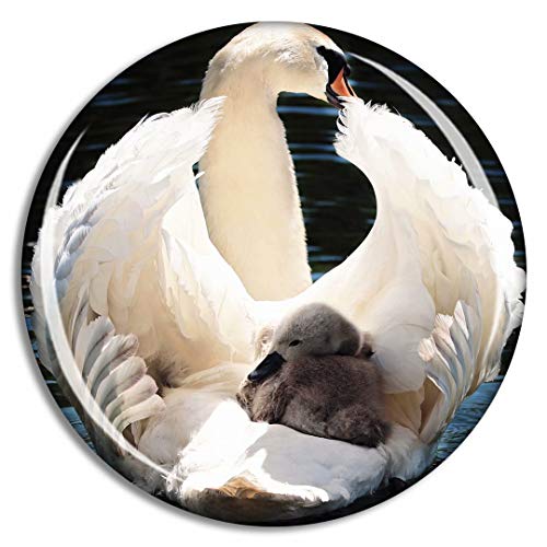 Swan