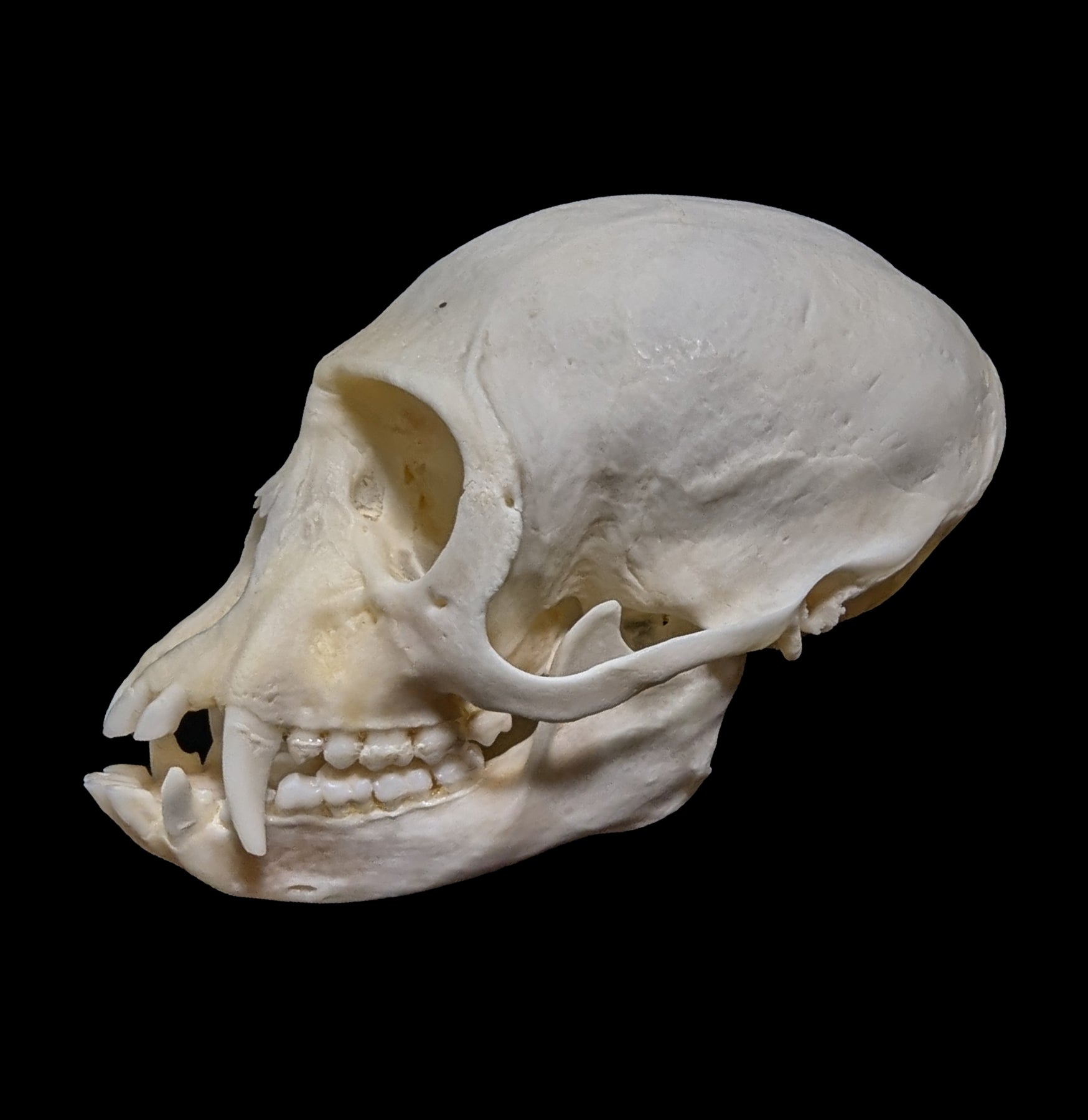 Vervet Monkey Skull Replica - Realistic Animal Skull Model for Science Education, Halloween Decor & Taxidermy Display - Perfect for Classroom, Museum & Gothic Home Decor