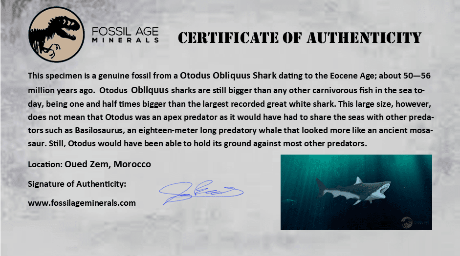 44MM Otodus Obliquus Shark Vertebrae Fossil - Authentic Prehistoric Shark Bone in Matrix from Morocco with COA - Perfect for Fossil Collectors, Paleontology Displays & Unique Home Decor