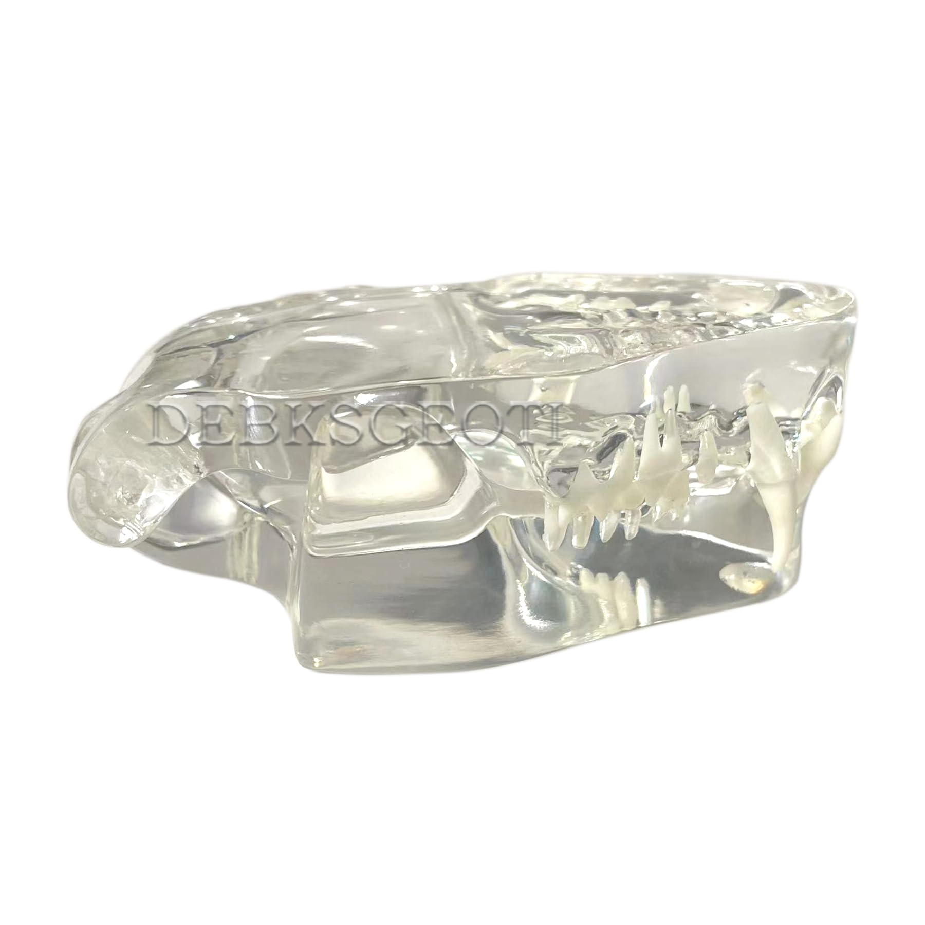 Feline Jaw Cat Oral Clear Typodont Teeth Dental Model - Veterinary Training & Education Tool for Pet Clinics - Perfect for Dental Demonstrations & Veterinary Office Decor