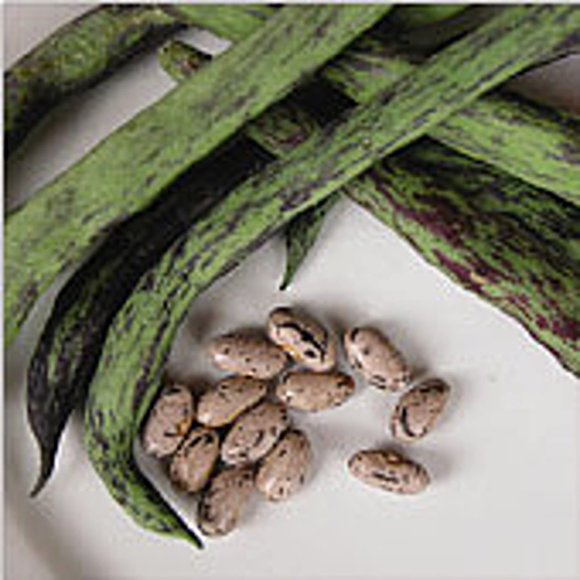 Organic Rattlesnake Pole Bean Seeds (20+ Seeds) | Non-GMO Heirloom Vegetable Seeds for Planting | Home Garden, Greenhouse & Outdoor Farming | Fresh Eating, Canning & Pickling Uses