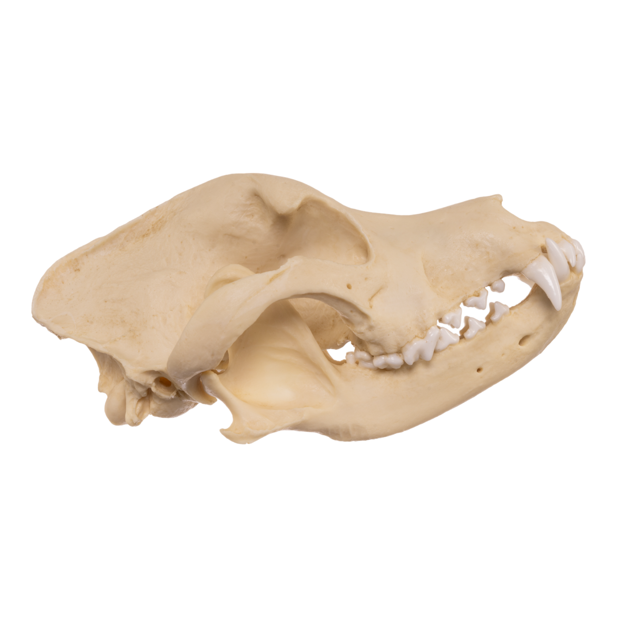 Authentic Pit Bull Dog Skull Replica - Realistic Canine Anatomy Model for Veterinary Study, Halloween Decor, and Educational Displays