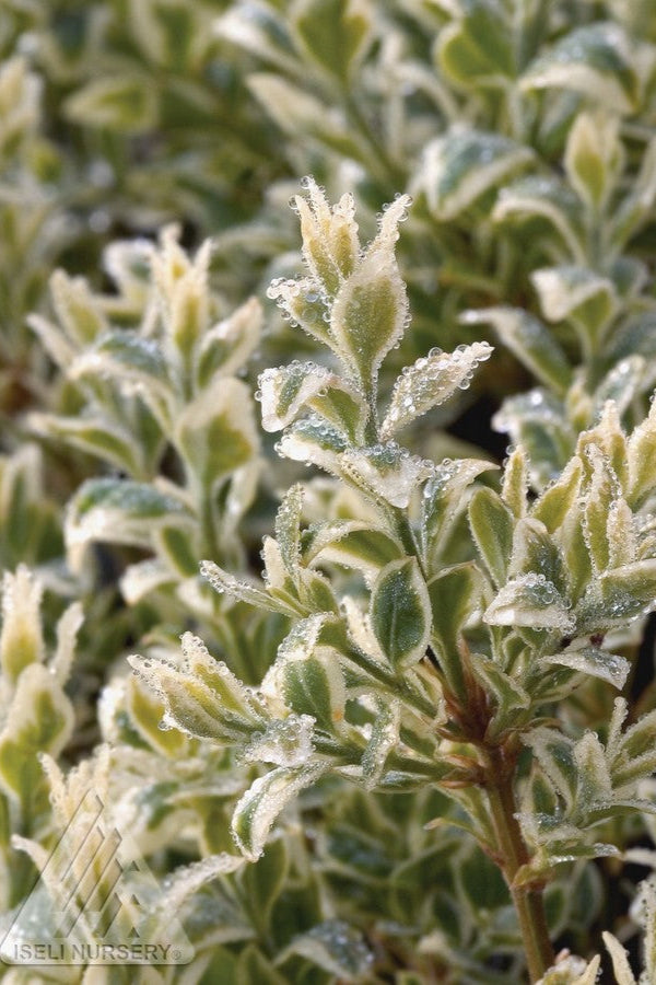 Variegated Boxwood (Buxus sempervirens 'Variegata') - #6 Container Size - Perfect for Landscaping, Hedges & Garden Borders