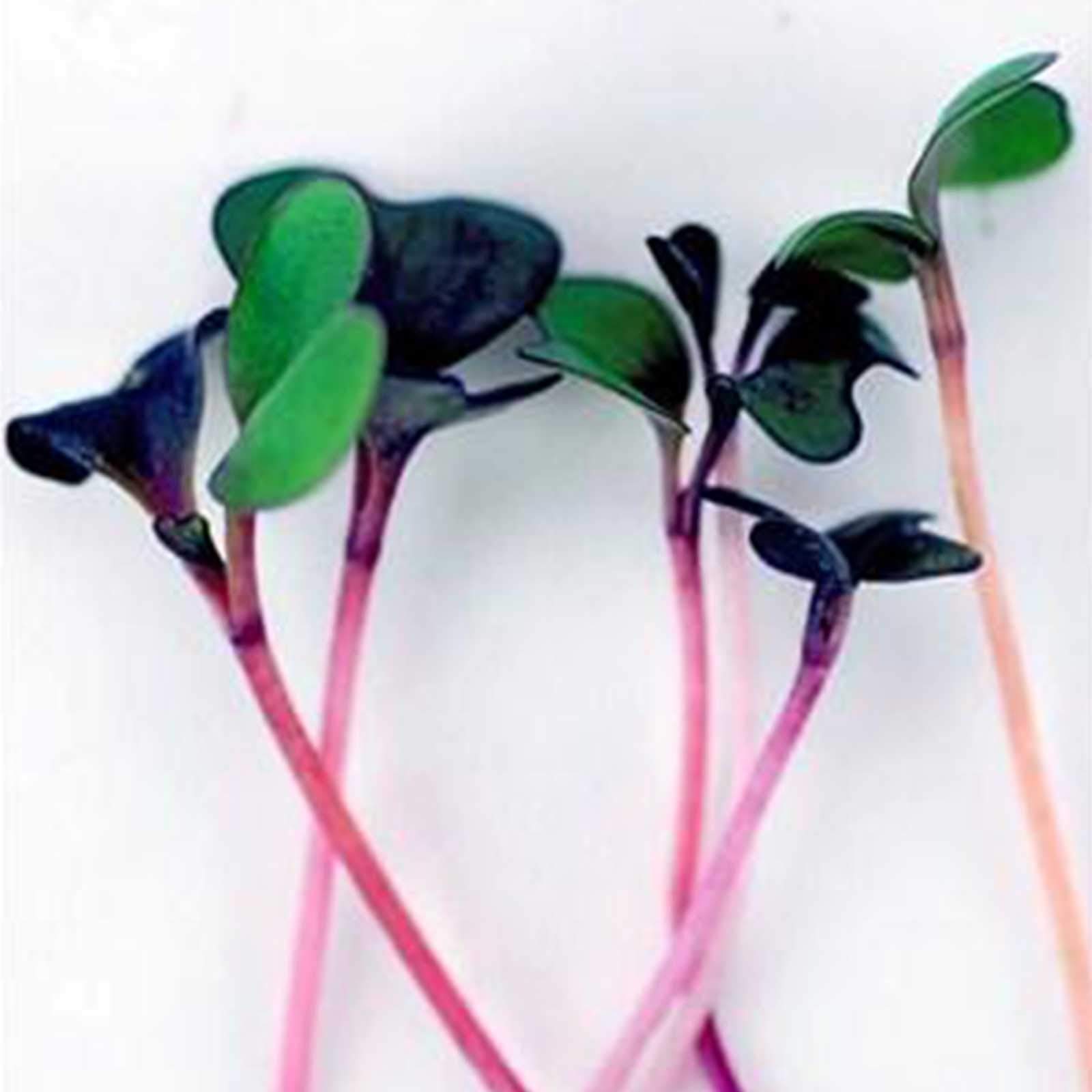 Organic Spicy Salad Mix Microgreens Seeds - 5 Lb Non-GMO Micro Greens Seed Blend: Broccoli, Kale, Mustard, Cabbage, Arugula | Perfect for Home Gardening, Healthy Salads & Smoothie Bowls