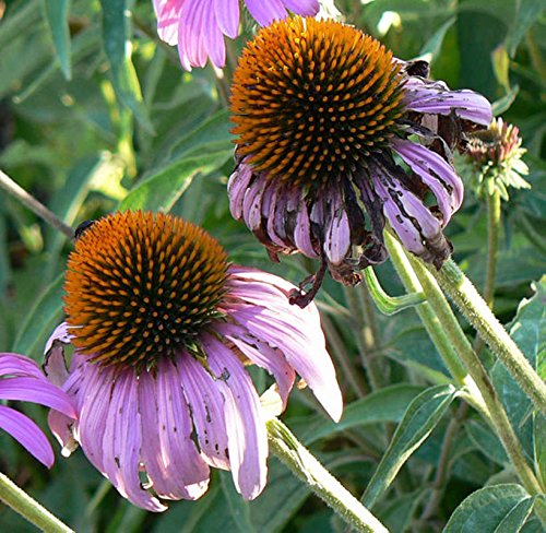 1 oz Echinacea angustifolia Seeds (6810 Seeds) - Narrow-leaved Coneflower, Black Samson Echinacea - Perfect for Pollinator Gardens, Medicinal Herb Gardens & Native Landscaping