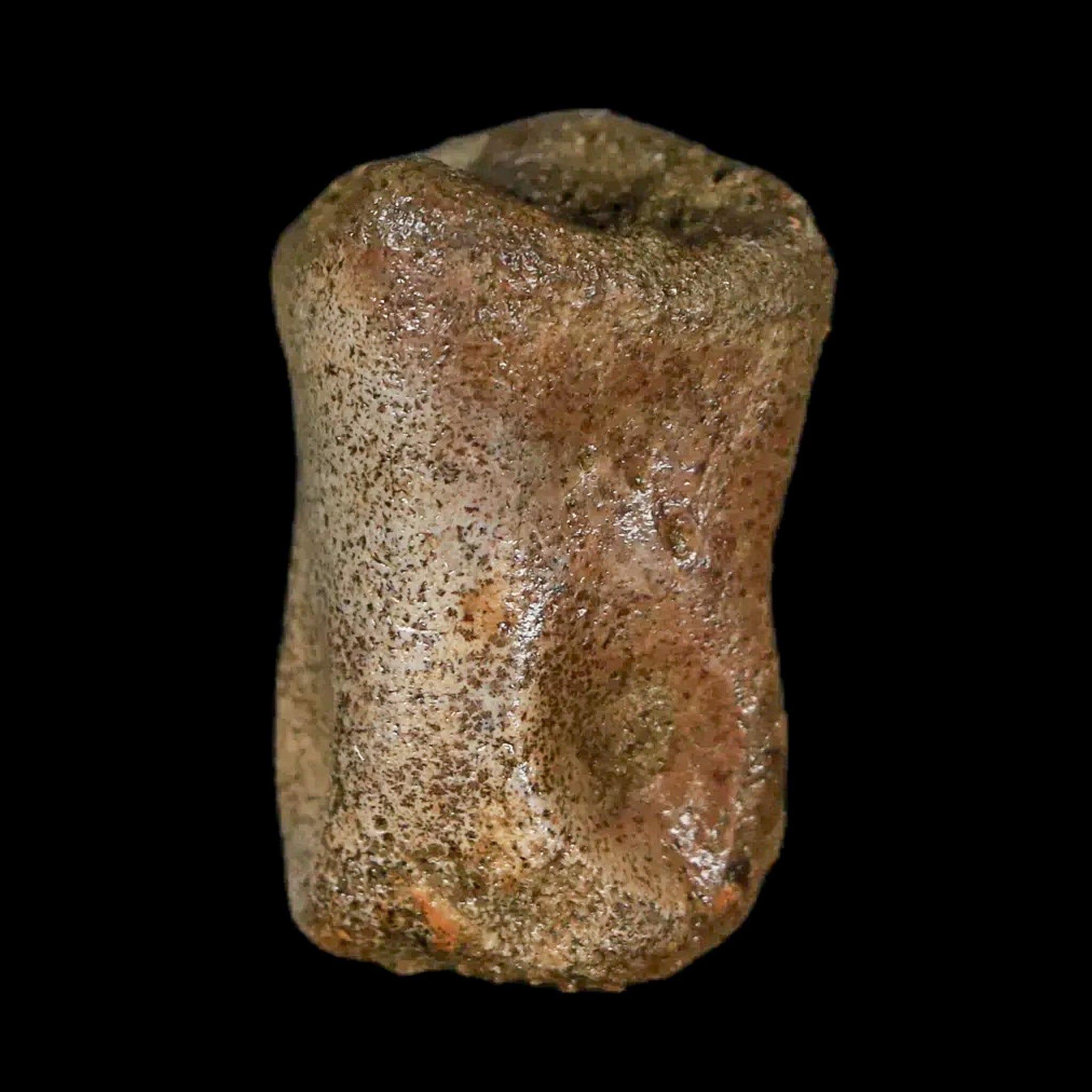 Authentic Thescelosaurus Dinosaur Fossil Toe Bone - Cretaceous Period - Lance Creek Formation, Wyoming - Includes COA - Perfect for Paleontology Enthusiasts & Fossil Collectors