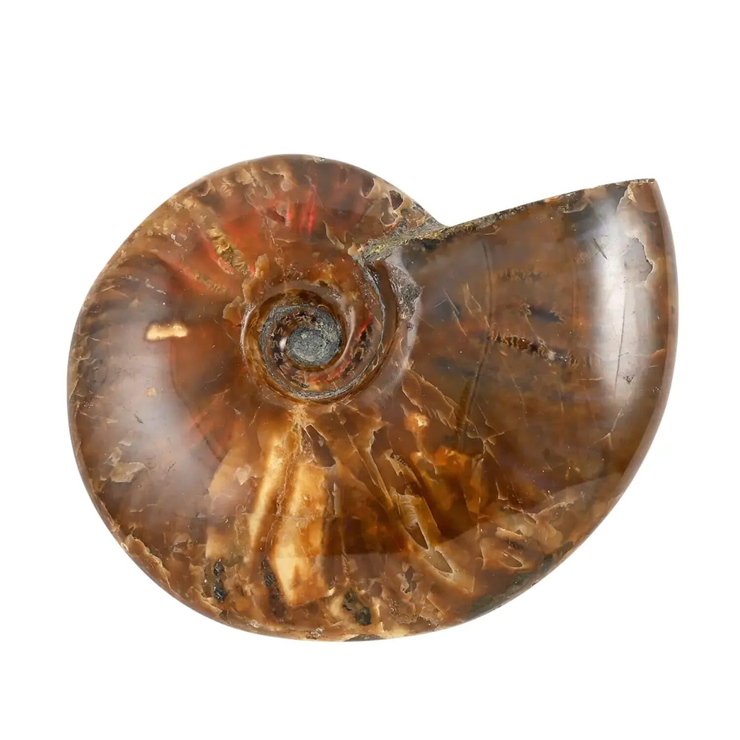 Red Ammonite Figurine - Small Home Decor for Indoor & Outdoor | Unique Birthday Gift Idea | Perfect for Living Room, Garden & Office Desk Decor