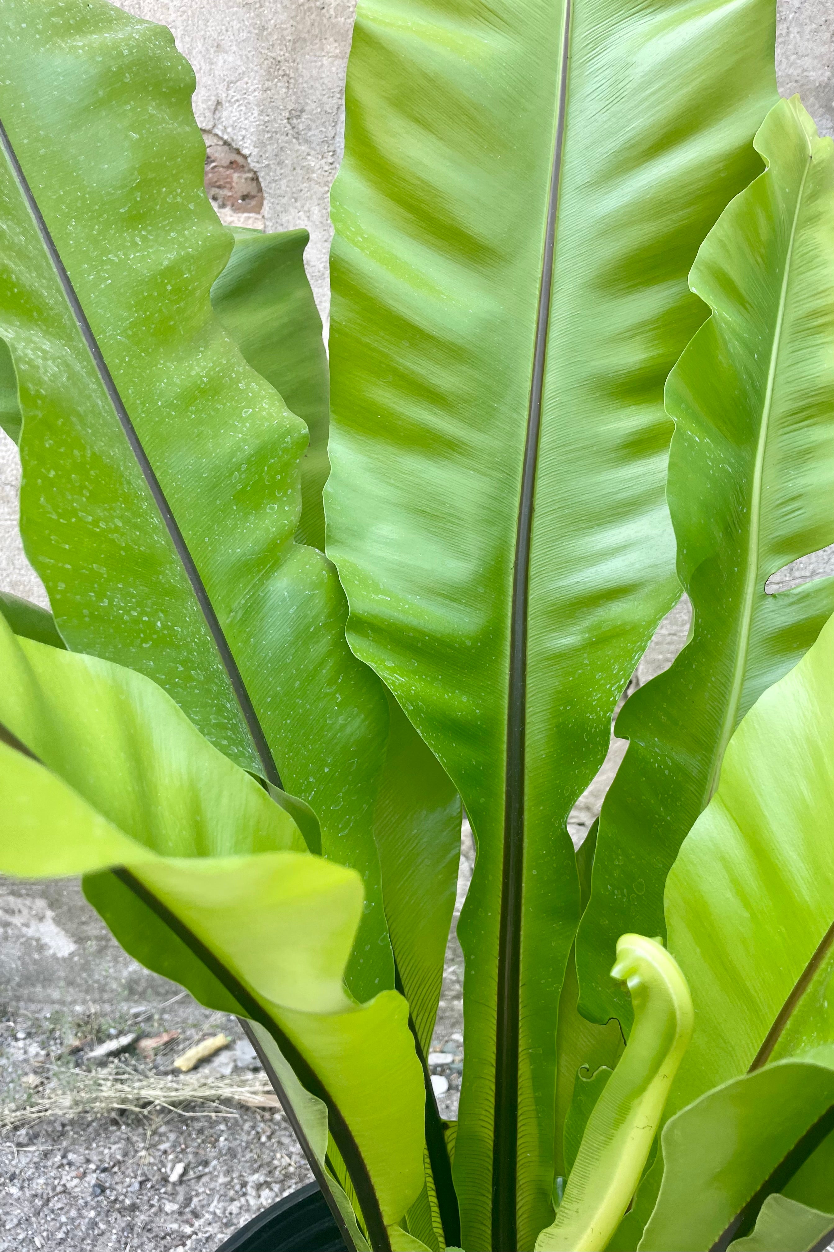 Buy Asplenium Nidus Bird's Nest Fern - 10