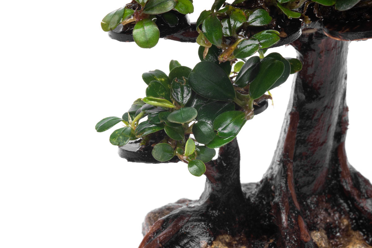 Bucephalandra Bonsai Tree - Live Aquatic Plant for Aquascaping | Perfect for Fish Tanks, Aquariums & Terrariums | Low Maintenance Freshwater Plant Decor