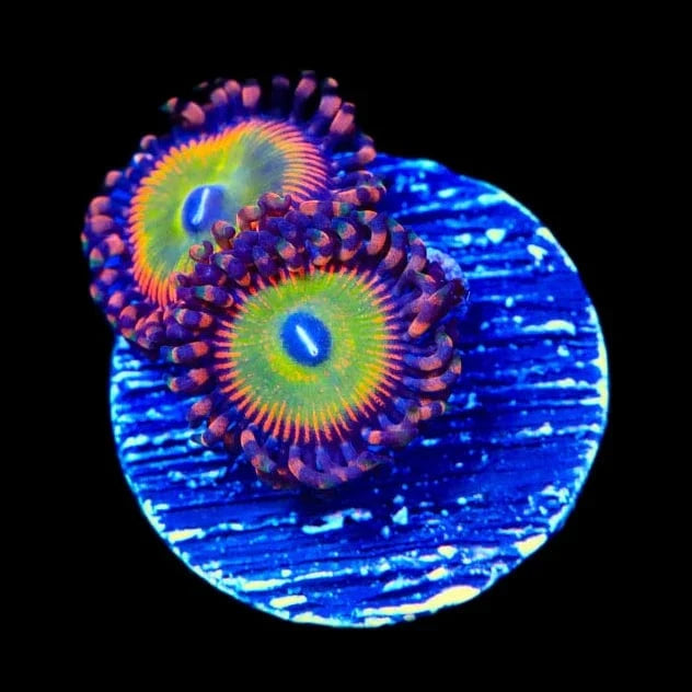 Premium Candy Apple Red Zoanthids Coral for Saltwater Aquariums - Vibrant Color & Easy Care - Perfect for Reef Tanks & Marine Displays