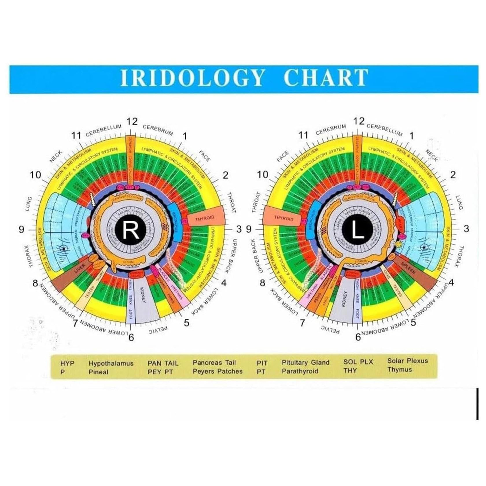 **ZHIXUMM Iridology Camera - 13MP HD Iriscope Analyzer with Aluminum Case & Analysis Software | Eye Health Detector for Beauty Salon, Spa & Holistic Therapy**