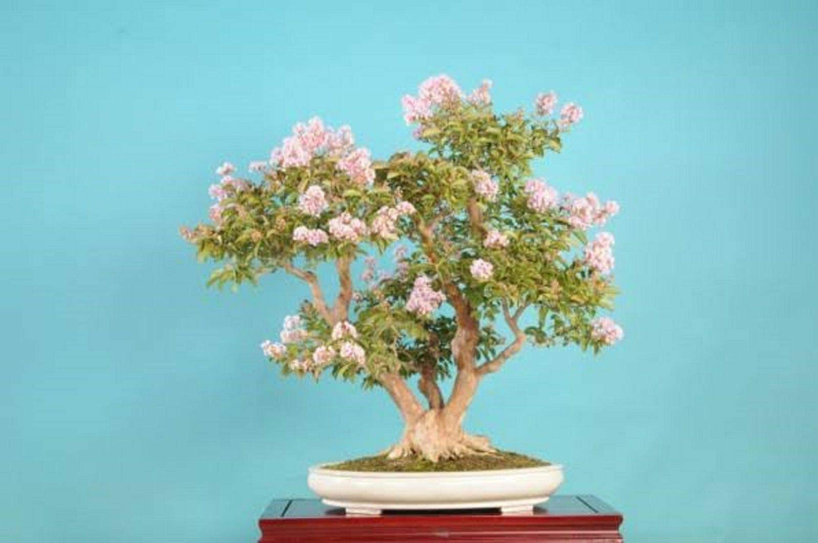 RETS Bonsai White Flowering Crepe Myrtle Seeds (Lagerstroemia Indica) - Indoor Pot Plant, Home & Office Decoration, Gardening Gift Idea