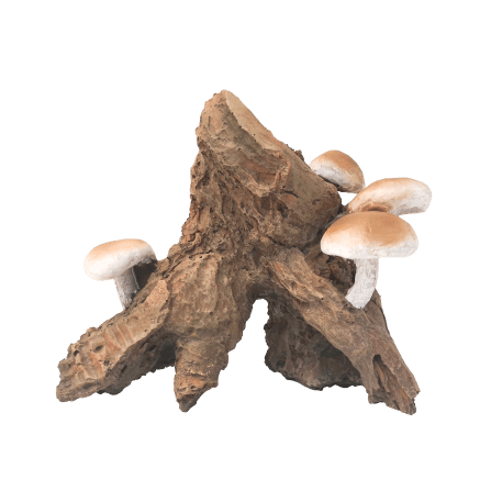 Natural Fish Tank Decor - Realistic Root Cluster with Mushrooms Aquarium Ornament for Tropical Fish Tanks, Betta Tanks & Aquascaping | Enhances Aquatic Environment for Shrimp, Guppies & Small Fish