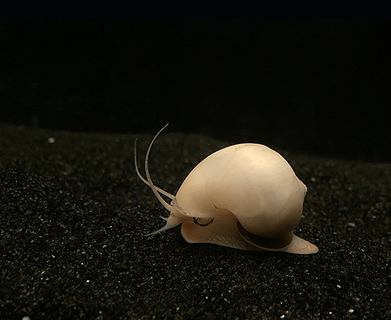 Ivory Mystery Snail - Live Freshwater Aquarium Snail for Fish Tanks, Ponds & Aquatic Habitats | Algae Eater & Tank Cleaner | Perfect for Beginners & Experienced Aquarists
