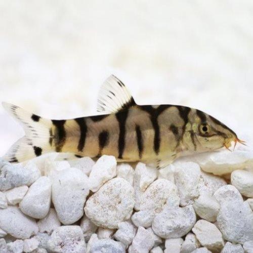 Premium Pakistani Loach (Botia almorhae) - Freshwater Aquarium Fish for Tropical Tanks - Perfect for Community Aquariums & Algae Control