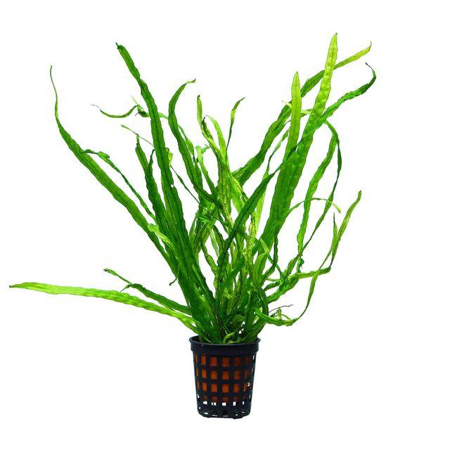 TCulture Microsorum Pteropus Needle Leaf Live Aquarium Plant (Taiwan Moss Fern) - Perfect for Fish Tank Decor, Aquascaping & Shrimp Habitat