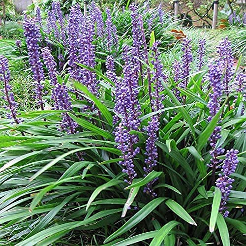 Big Blue Liriope Muscari Plants - 2 Pack Gallon Size | Low Maintenance Drought Tolerant Evergreen Ground Cover | Perfect for Borders, Landscaping & Container Gardens