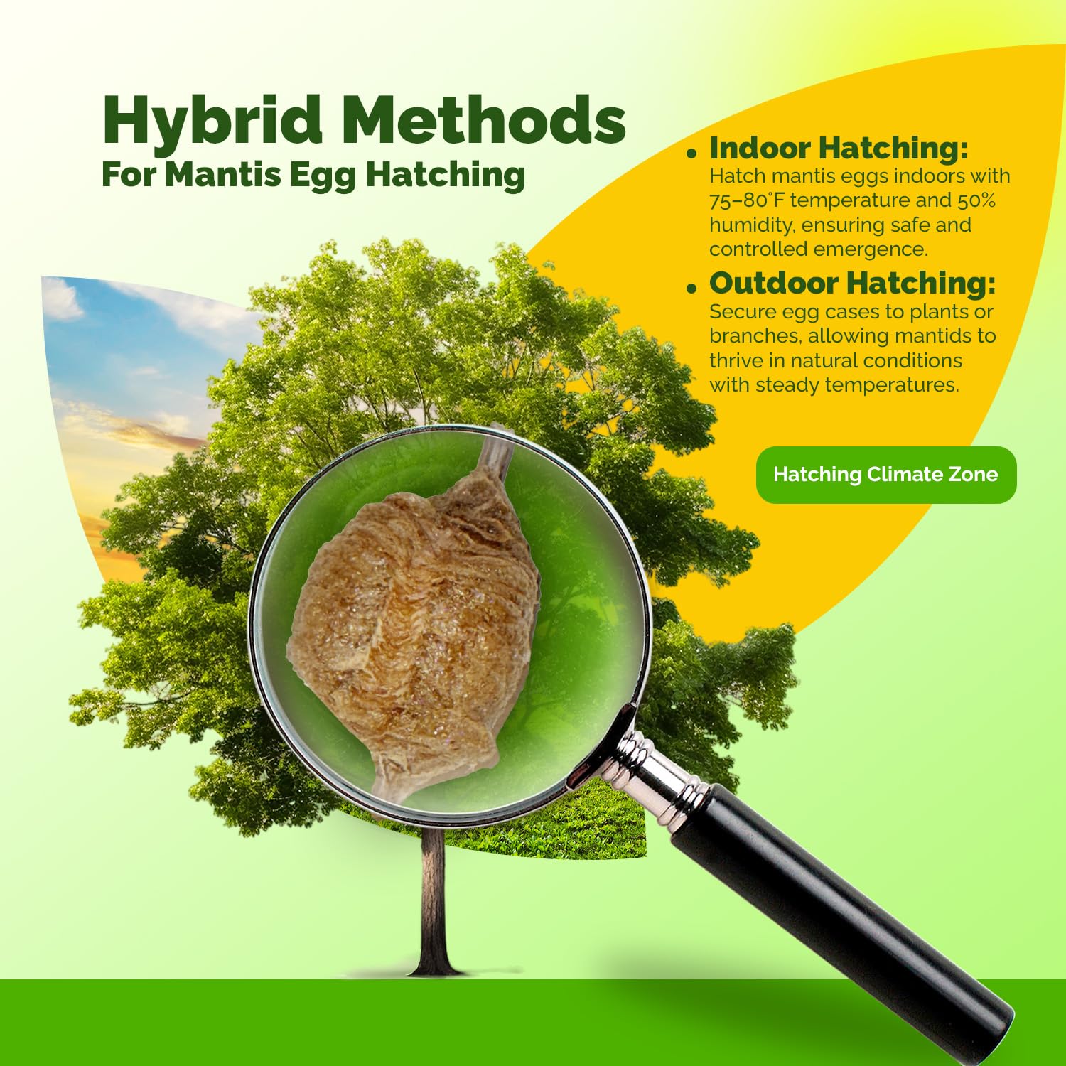 Chinese Praying Mantis Ootheca Egg Case - 5 Pack with Transparent Hatching Habitat Cup | STEM Education & Gardening | Up to 400 Baby Nymphs per Egg | Perfect for Classroom Projects & Organic Pest Control
