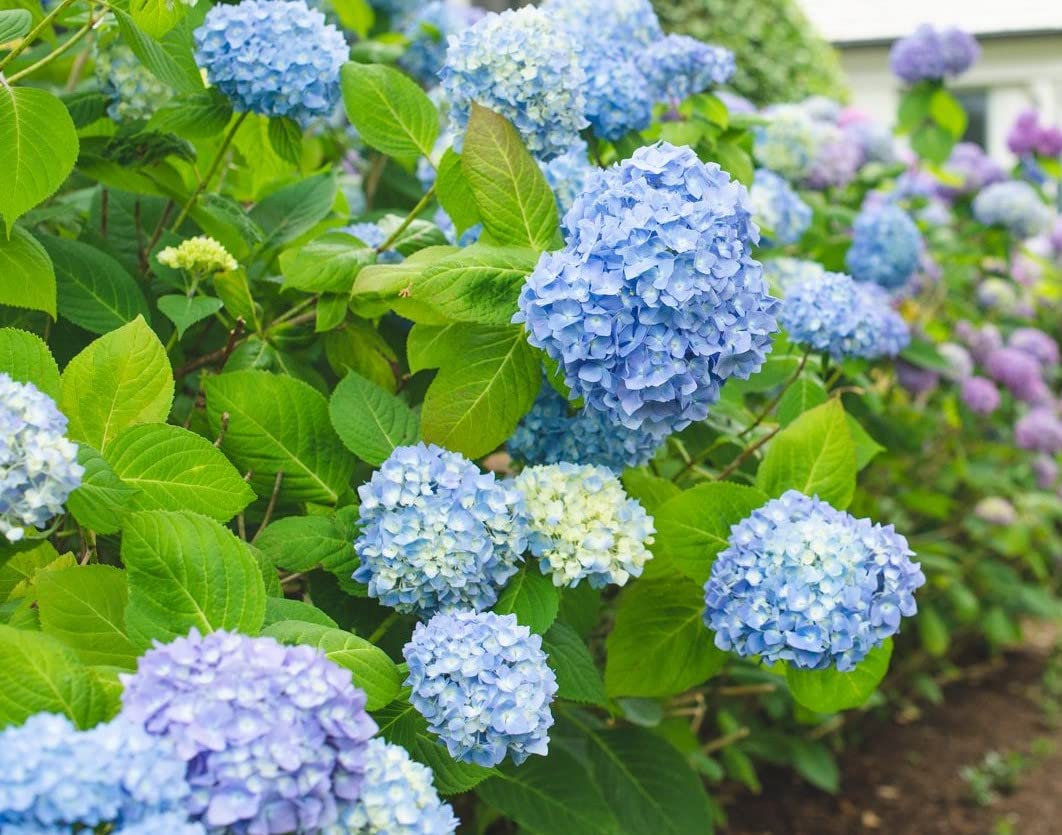 All Summer Beauty Hydrangea Starter Plant - 7 Months Old Live Hydrangea Flowering Shrub for Garden, Landscaping & Outdoor Decor
