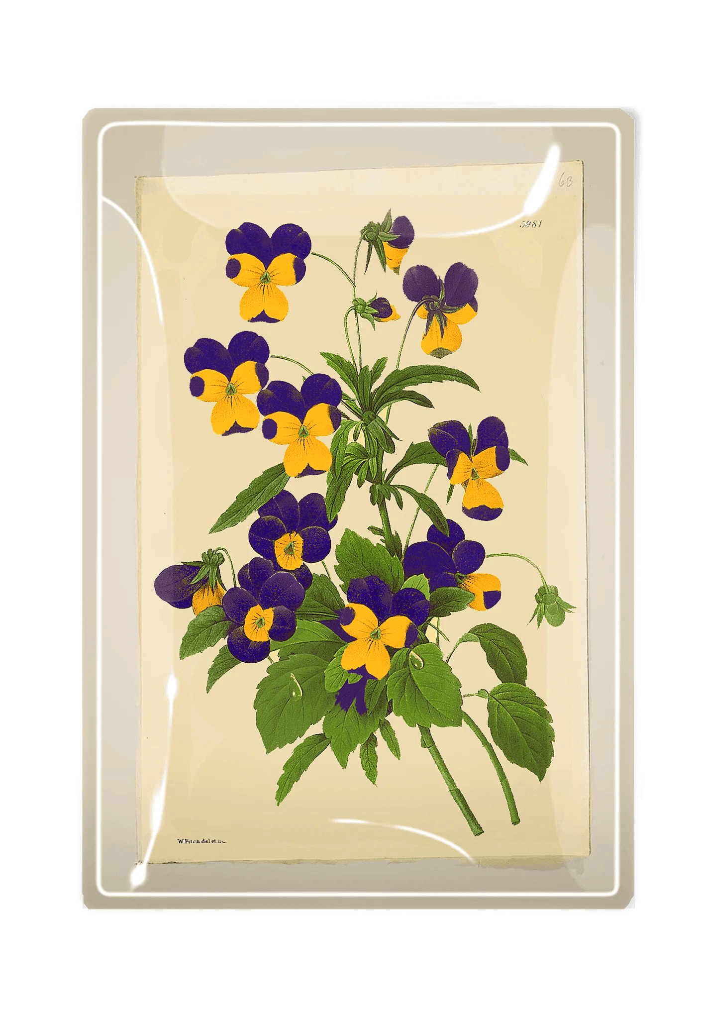 Decorative Decoupage Glass Tray with Pansies Floral Design - Elegant Serving Tray for Tea Party, Home Decor & Gift Giving