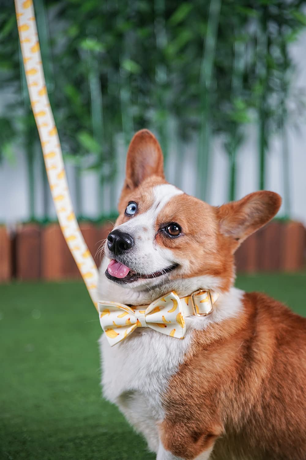 Personalized Dog Collar with Name & Phone - Small to Large Pets for Daily Walks & ID Safety
