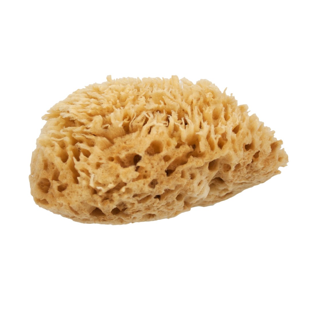 Premium Natural Sea Wool Sponge for Face & Body – Eco-Friendly, Hypoallergenic Bath & Shower Sponge – Gentle Exfoliation for Sensitive Skin – Perfect for Daily Skincare & Spa Use