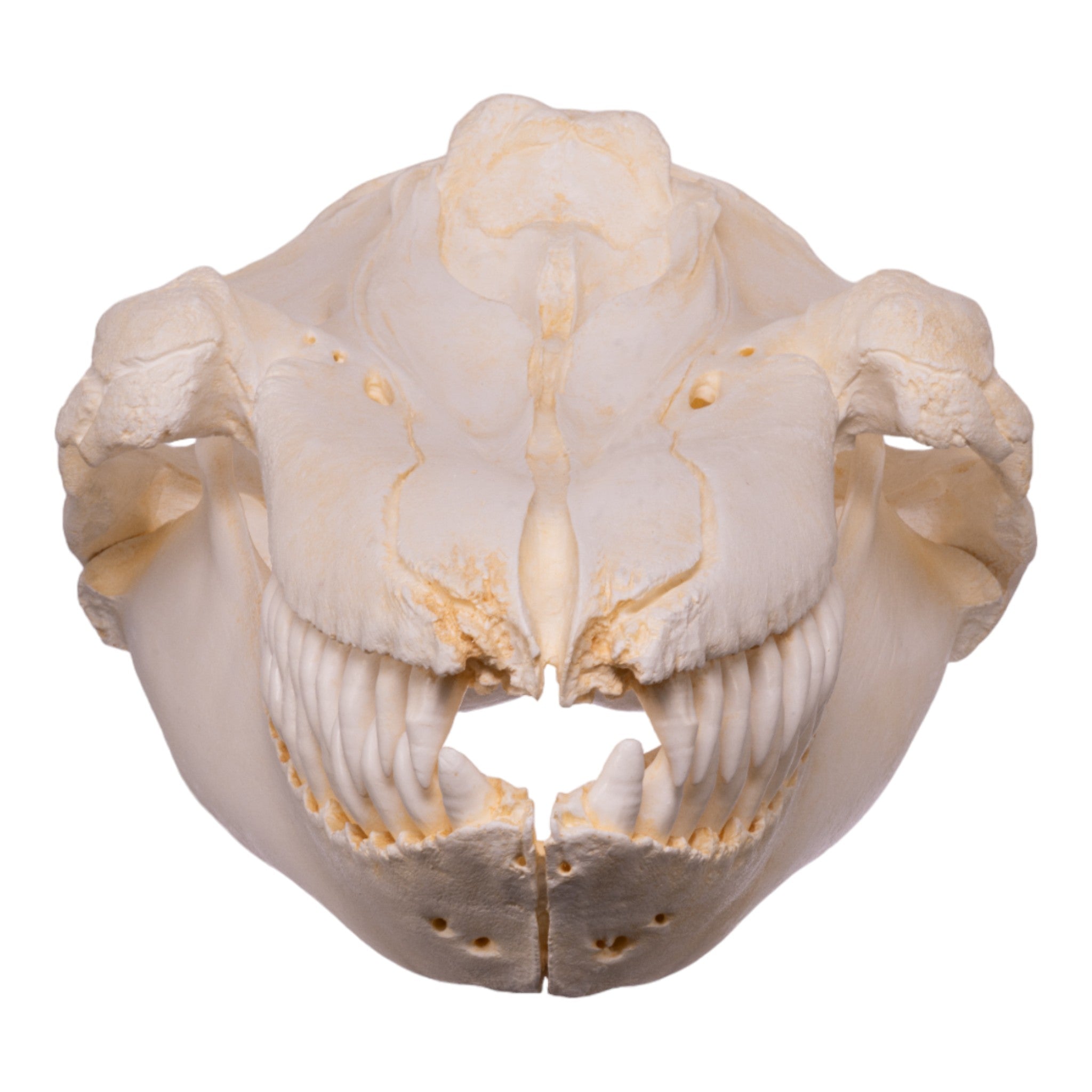 Replica Killer Whale Skull - Lifesize Orca Whale Skull Model for Home Decor, Halloween Props, Educational Display & Marine Biology Collection