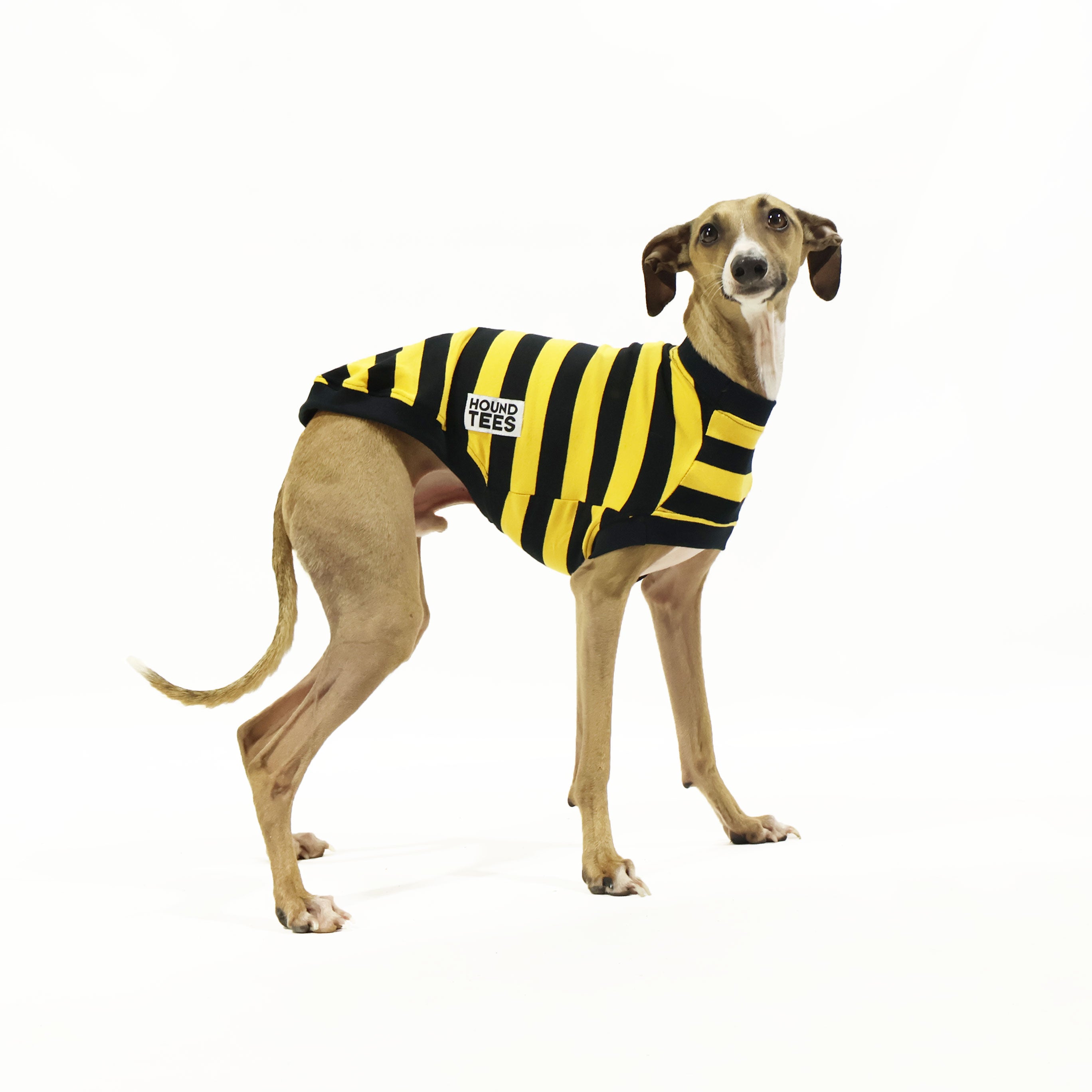 Odlaw Italian Greyhound Sleeveless Hound Tee - Comfortable Dog Lover T-Shirt for Casual Wear & Outdoor Activities
