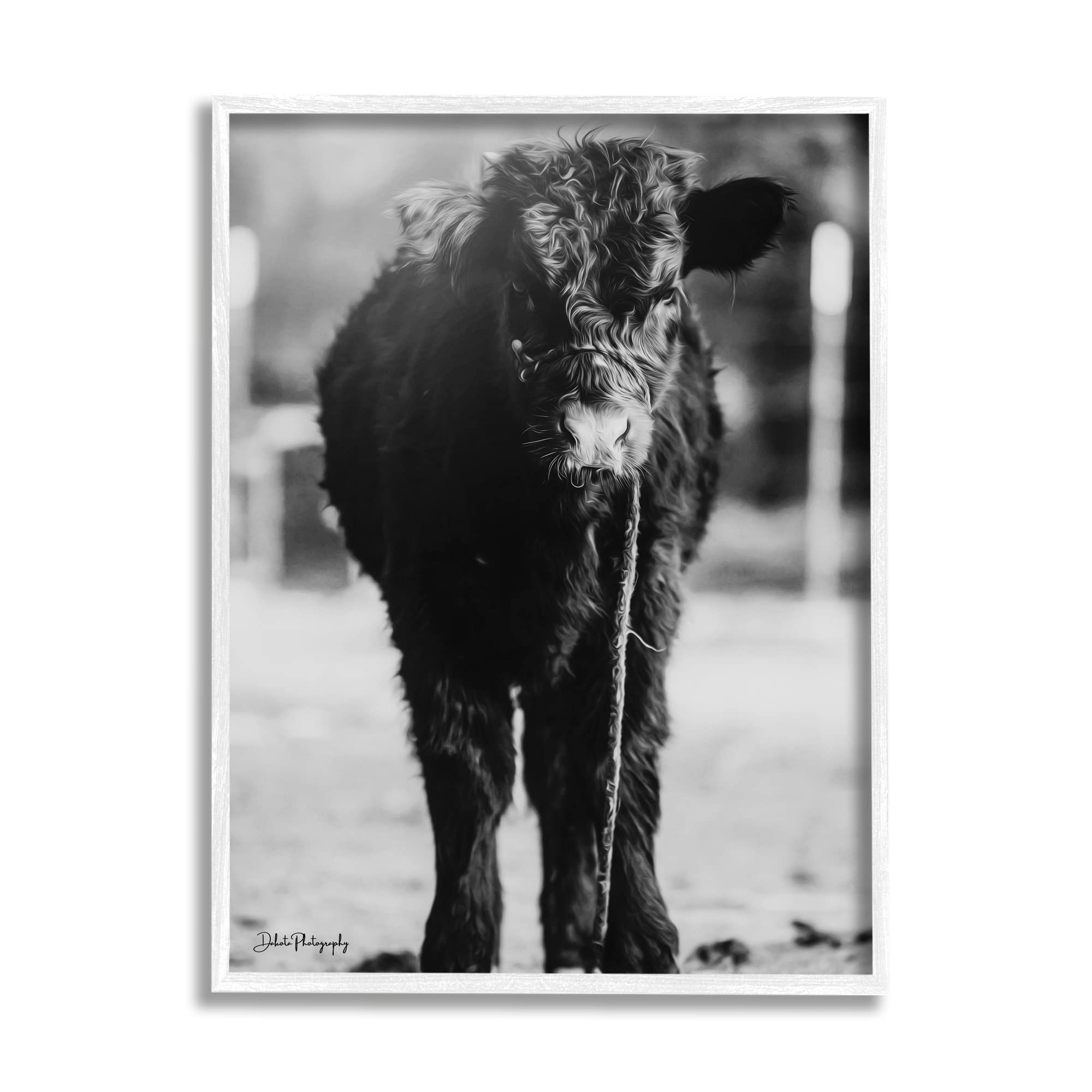 Stupell Industries Baby Calf Grazing Farm Animal Photography Wall Art - Rustic Countryside Nursery Decor by Dakota Diener - Perfect for Farmhouse, Baby Room & Country Themed Home Decor