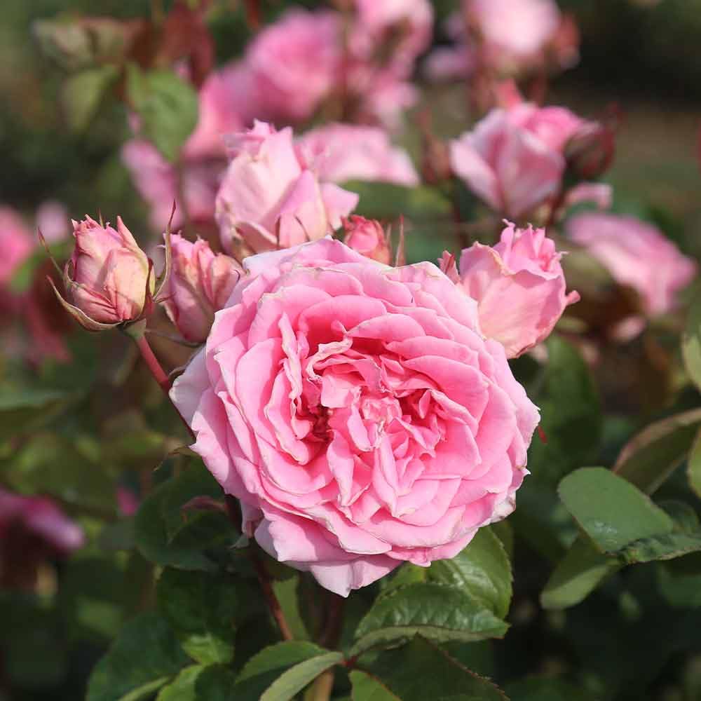 Aunt Honey Pink Rose Bush - Heirloom Roses Hardy Live Outdoor Plant for Garden, Landscaping & Home Decor | Perfect for Planting in Flower Beds, Borders & Containers