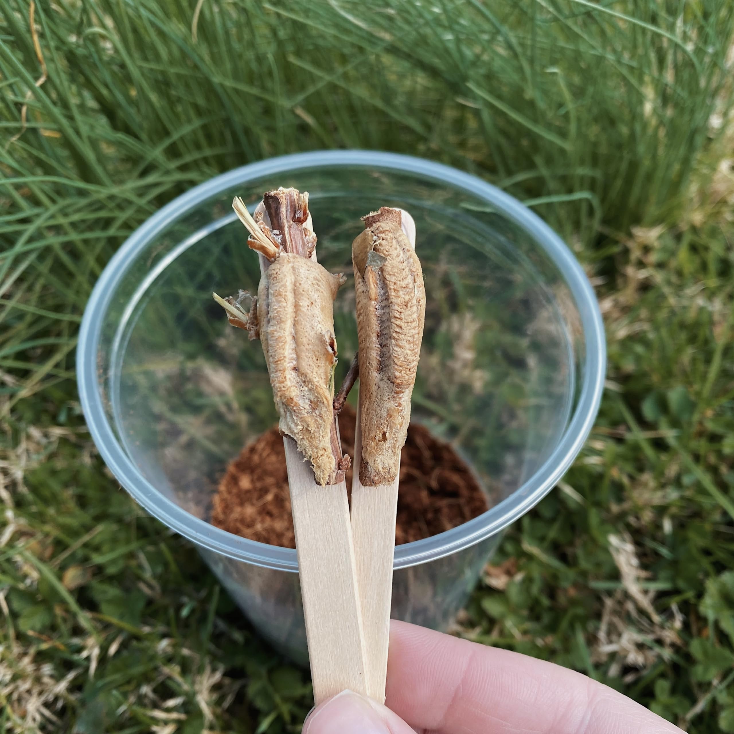Carolina Mantis Egg Hatching Kit - 2 Fresh Praying Mantis Egg Cases for Garden Pest Control | Perfect for Organic Gardening & Natural Insect Control
