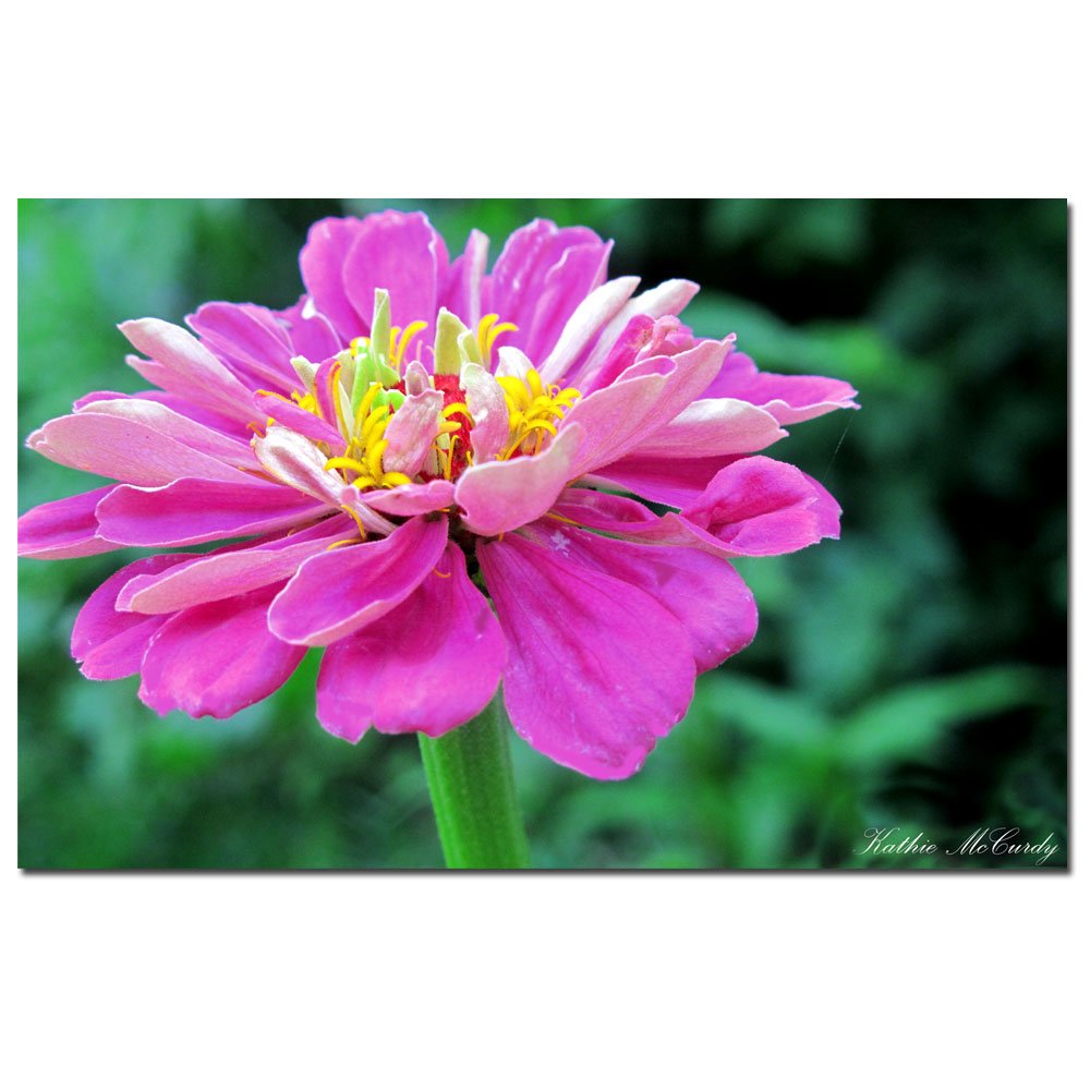 Trademark Fine Art Zinnia Floral Canvas Wall Art by Kathie McCurdy - Perfect for Living Room, Bedroom & Office Decor