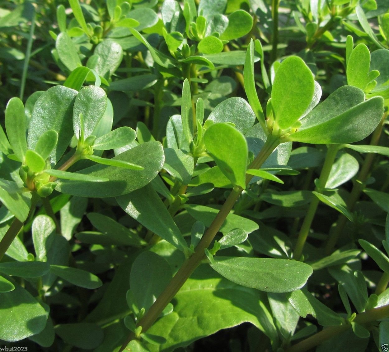 1000 Organic Purslane Seeds - Non-GMO, High in Omega-3 Fatty Acids for Healthy Diet | Perfect for Home Gardening, Smoothies & Nutritional Supplements