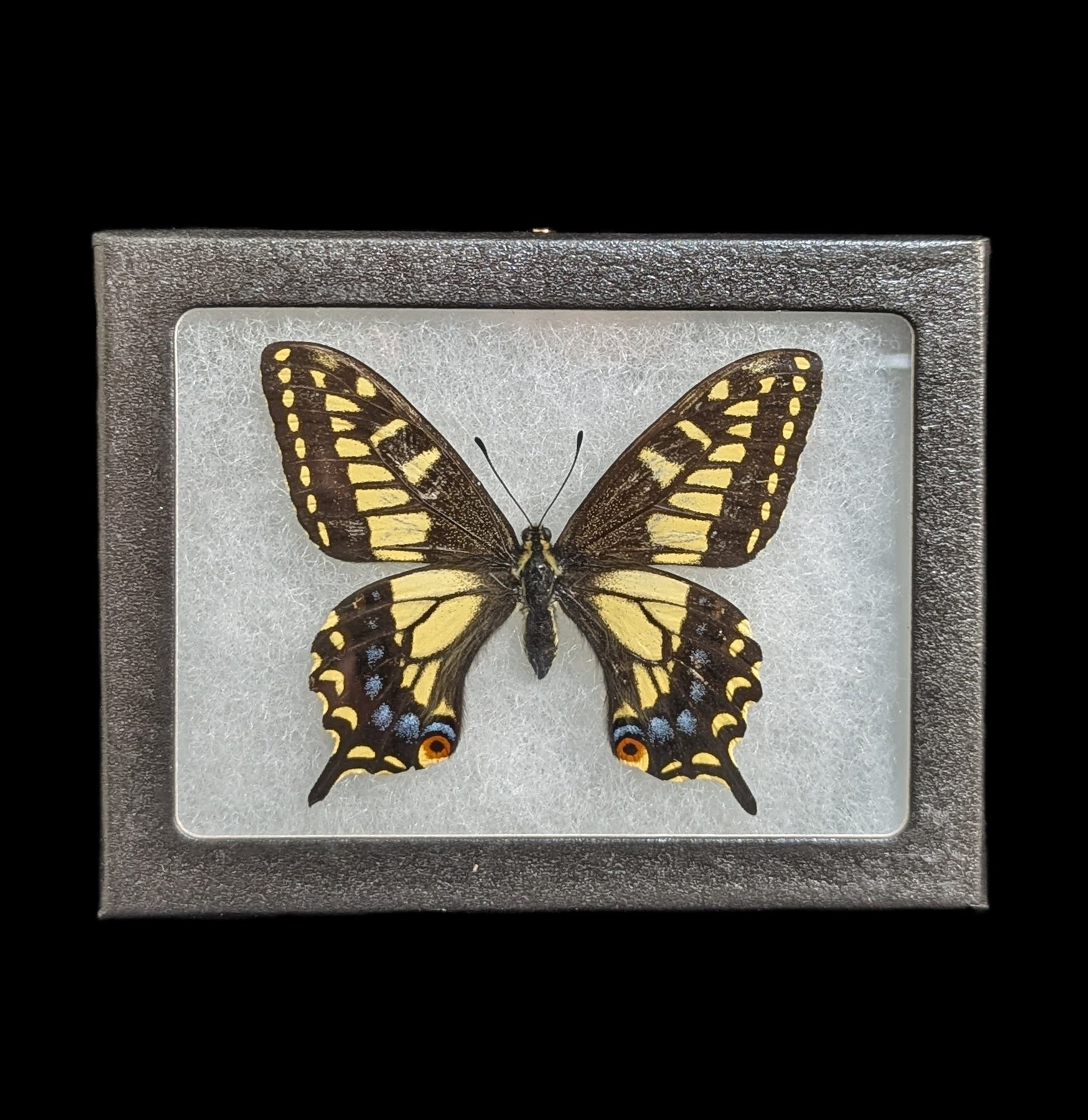 Riker Mount Papilio Zelicaon Butterfly Display - Perfect for Home Decor, Classroom Education & Nature Enthusiasts