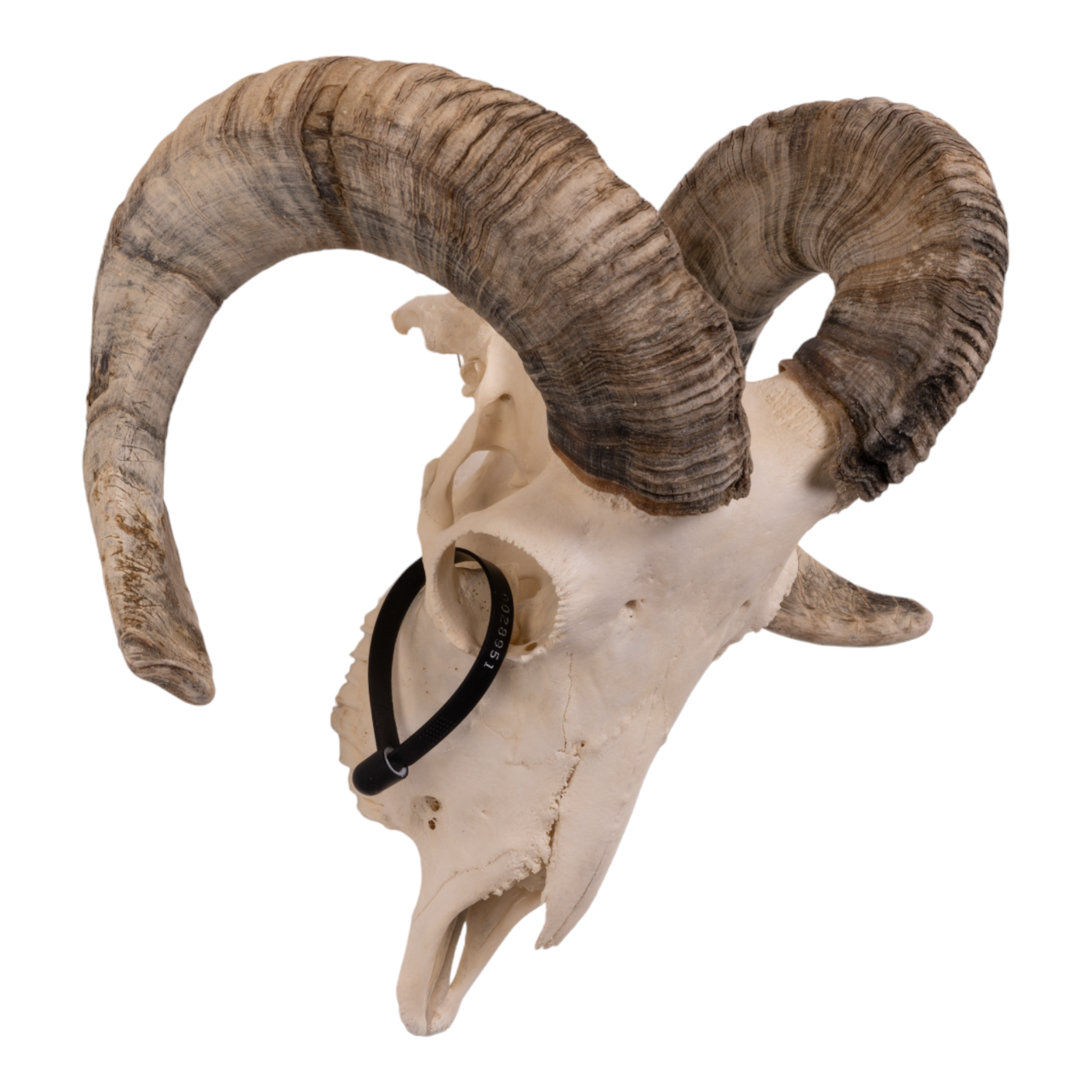 Real Domestic Ram Skull - Small Size for Home Decor, Taxidermy, and Gothic Display | Perfect for Halloween, Cabinets, and Wall Art
