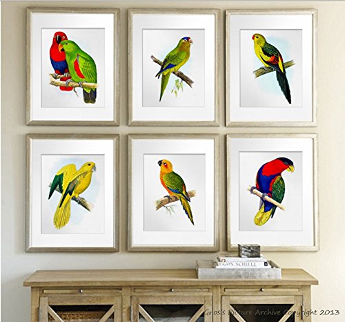 Gnosis Picture Archive Tropical Birds & Parrots Art Decor - Set of 6 Unframed Wall Art Prints for Living Room, Bedroom, Office & Home Decor