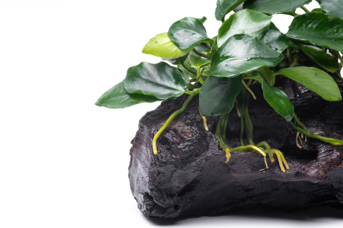 Anubias Nana Long Wavy Driftwood - Live Aquarium Plant for Fish Tank Decor | Perfect for Freshwater Aquascaping, Shrimp Tanks & Natural Aquatic Displays