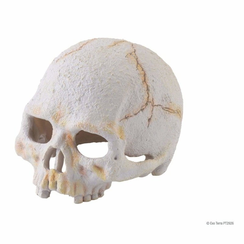 Exo Terra Small Primate Skull - Realistic Reptile & Amphibian Habitat Decoration for Terrariums, Vivariums, and Natural Displays - Perfect for Geckos, Frogs, and Small Reptiles