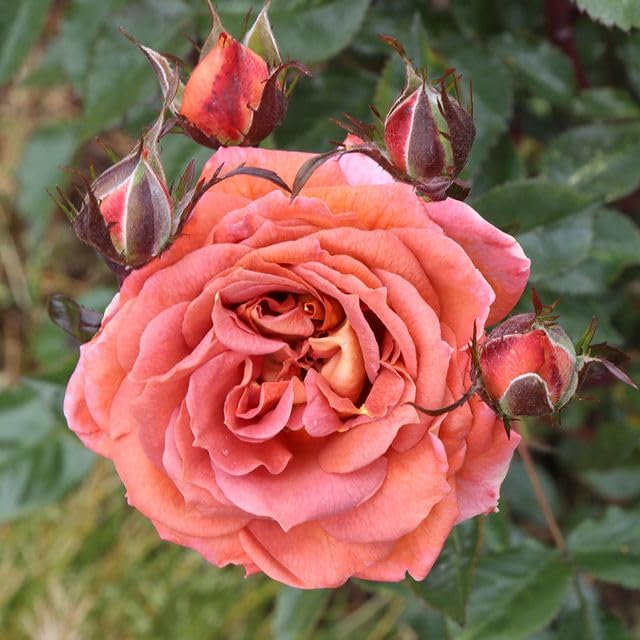 Heirloom Roses - Iris Webb Orange Floribunda Rose Bush, Live Outdoor Plant for Garden Landscaping & Home Decoration | Perfect for Flower Beds, Borders & Container Gardening