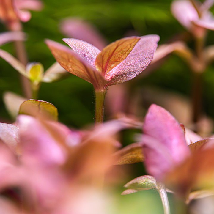 Dennerle Bacopa Salzmannii 'Purple' - Live Aquarium Plant for Freshwater Tanks | Easy Care Aquatic Plant for Fish Tanks, Aquascaping & Planted Aquariums