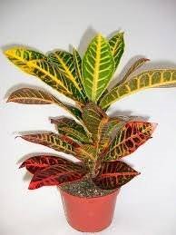Codiaeum Variegatum Petra - 6 Inch Croton Plant | Unique Houseplant from Jmbamboo | Perfect for Home Decor, Office Plants & Indoor Gardening