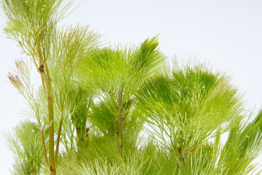 Cabomba Aquatica - Live Aquatic Plant for Freshwater Aquariums | Perfect for Fish Tanks, Ponds & Aquascaping | Enhances Water Quality & Provides Natural Habitat